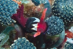 Nembrotha chamberlaini