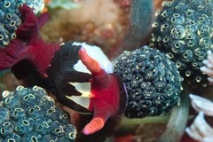 Nembrotha chamberlaini