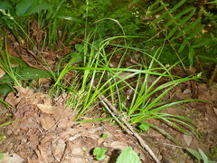 Carex globosa