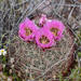 Redspine Fishhook Cactus - Photo (c) pfaucher, some rights reserved (CC BY-NC), uploaded by pfaucher