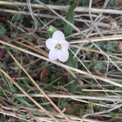 Claytonia rosea