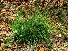 Carex arnellii