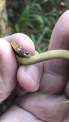 Storeria occipitomaculata obscura