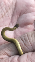 Storeria occipitomaculata obscura