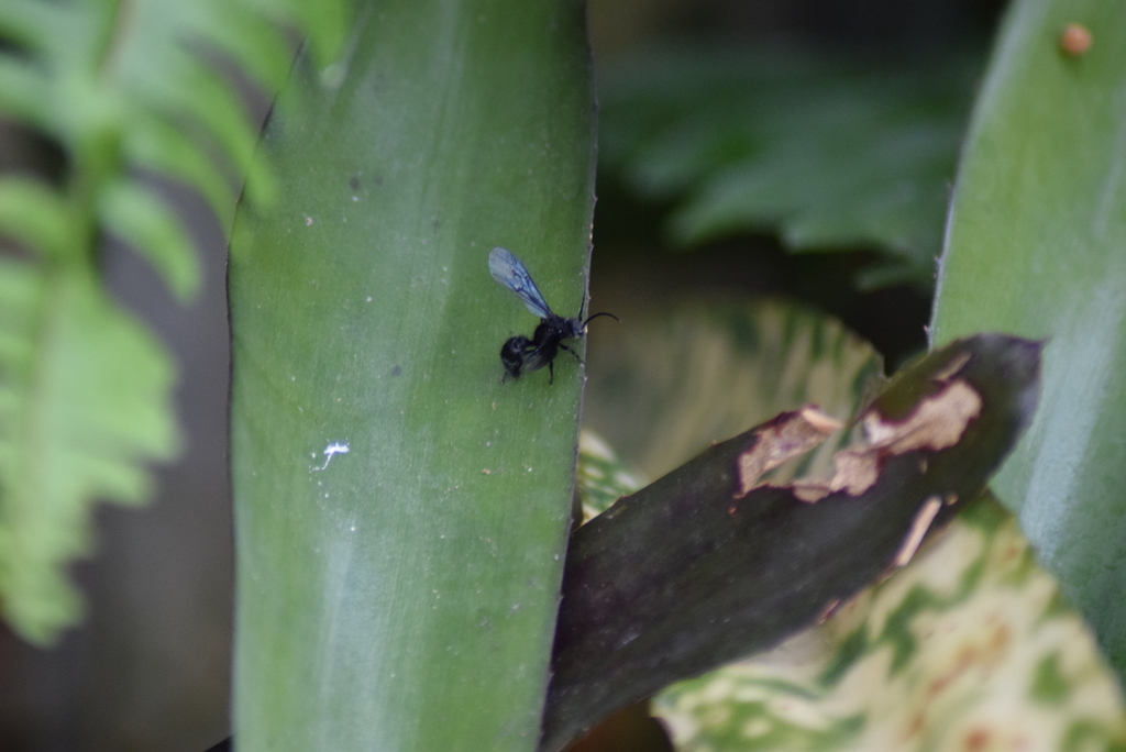 Xystromutilla