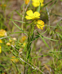 Oenothera berlandieri pinifolia