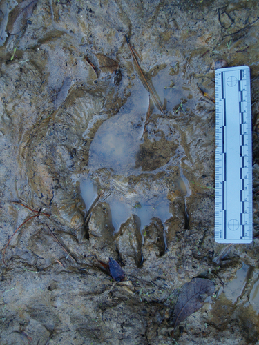 Black Bear Tracks – NatureTracking