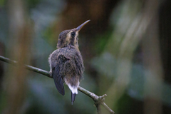 Minute Hermit photo 4