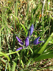 Camassia quamash quamash