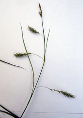 Carex arnellii