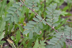 Mimosa asperata