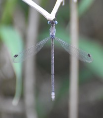 Lestes sigma
