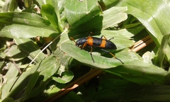 Strongylium decoratum