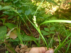 Carex globosa