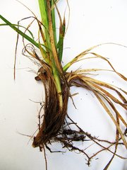 Carex arnellii