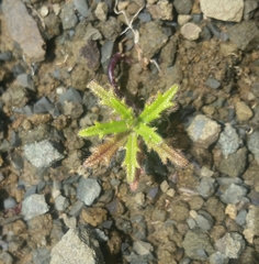 Streptanthus glandulosus secundus