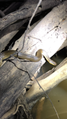 Liodytes rigida sinicola