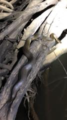 Liodytes rigida sinicola