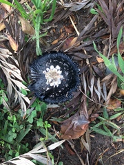 Coprinus calyptratus