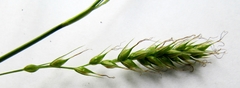Carex arnellii