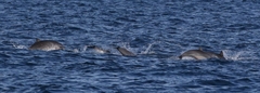 Lagenodelphis hosei