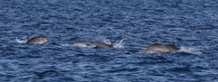 Lagenodelphis hosei