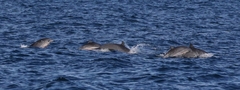 Lagenodelphis hosei