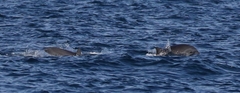Lagenodelphis hosei