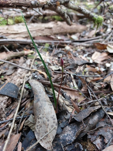 Image of Caladenia cracens by (c) Brendan Costello, some rights reserved (CC BY)