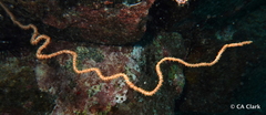 Image of Cirrhipathes anguina