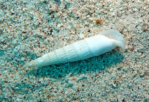 Rhinoclavis fasciata observed 2023-09-25