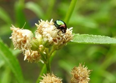 Spintherophyta semiaurata