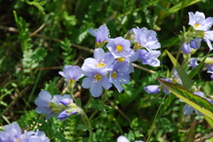 Polemonium boreale