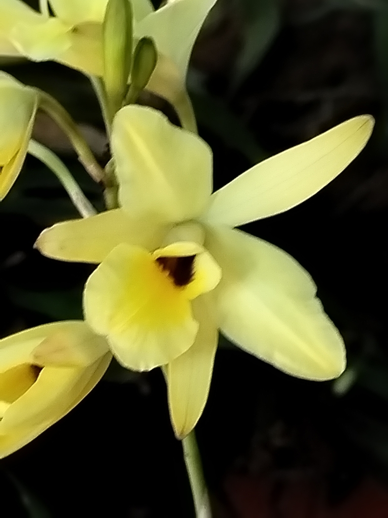 Laelia aurea