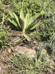 Elgaria coerulea palmeri
