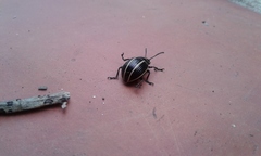 Desmogramma