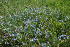 Polemonium boreale
