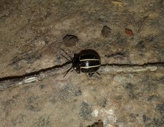 Desmogramma