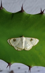 Image of Argyrotome alba