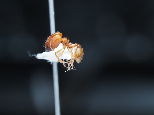 Pheidole schultzeiPheidole schultzei