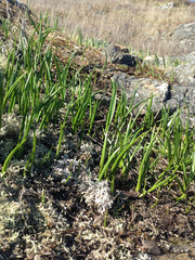 Camassia quamash quamash
