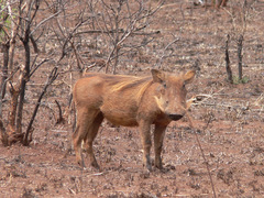 Phacochoerus africanus