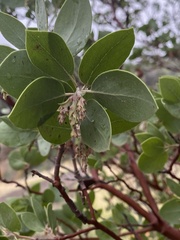 Arctostaphylos manzanita ssp. manzanita