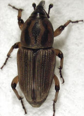 Sphenophorus brunnipennis
