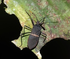 Leptoscelis saepifera