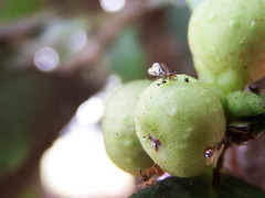 Platyscapa quadraticeps