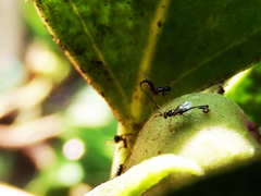 Sycoryctes