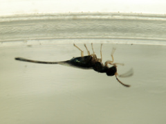 Sycoryctes