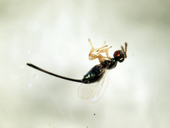 Sycoryctes