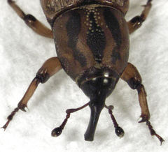 Sphenophorus brunnipennis